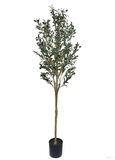 Oliivipuu (160 cm)